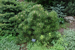Pinehurst Austrian Pine (Pinus nigra 'Pinehurst') at Stonegate Gardens