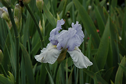 Azure Whir Iris (Iris 'Azure Whir') at Stonegate Gardens