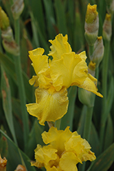 Well Endowed Iris (Iris 'Well Endowed') at Stonegate Gardens
