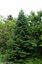 Wilson's Spruce (Picea wilsonii) at Stonegate Gardens