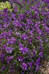 Corsican Pansy (Viola corsica) at Stonegate Gardens