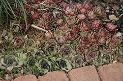 The Police Hens And Chicks (Sempervivum 'The Police') at A Very Successful Garden Center
