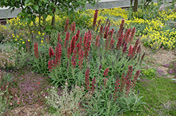 Red Feathers (Echium amoenum) at A Very Successful Garden Center