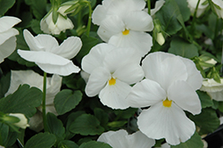 Delta Pure White Pansy (Viola x wittrockiana 'Delta Pure White') at Stonegate Gardens