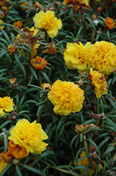 Happy Trails Yellow Portulaca (Portulaca grandiflora 'Happy Trails Yellow') at Stonegate Gardens