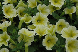 Sunshine Ray Petunia (Petunia 'Sunshine Ray') at Lakeshore Garden Centres