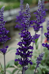 Cathedral Deep Blue Salvia (Salvia farinacea 'Cathedral Deep Blue') at Lakeshore Garden Centres