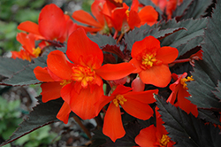 Unstoppable Upright Fire Begonia (Begonia 'Unstoppable Upright Fire') at Stonegate Gardens