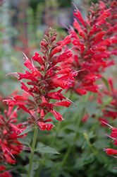 Acapulco Red Mexican Hyssop (Agastache mexicana 'Acapulco Red') at Stonegate Gardens
