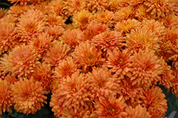 Gigi Orange Chrysanthemum (Chrysanthemum 'Gigi Orange') at Lakeshore Garden Centres
