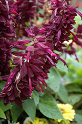 Ablazin' Purple Sage (Salvia splendens 'Ablazin' Purple') at Stonegate Gardens