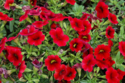 MiniFamous Compact Dark Red Calibrachoa (Calibrachoa 'MiniFamous Compact Dark Red') at Stonegate Gardens