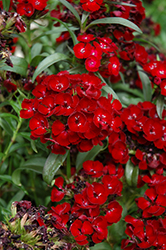 Dash Crimson Sweet William (Dianthus barbatus 'Dash Crimson') at A Very Successful Garden Center