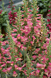 Foxlight Rose Ivory Foxglove (Digitalis 'Takforoiv') at Stonegate Gardens