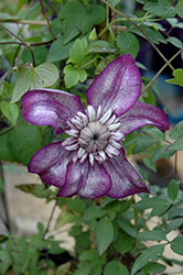 Cassis Clematis (Clematis 'Evipo020') at Stonegate Gardens