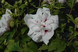 China Chiffon Rose of Sharon (Hibiscus syriacus 'Bricutts') at Stonegate Gardens