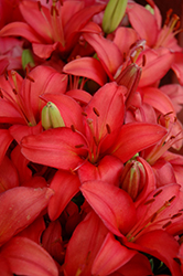 Lily Looks Tiny Toons Lily (Lilium 'Tiny Toons') at Lakeshore Garden Centres