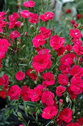 Delilah Magenta Pinks (Dianthus 'Delilah Magenta') at Stonegate Gardens