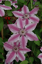 Cherokee Clematis (Clematis 'Cherokee') at Lakeshore Garden Centres