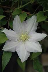 Chelsea Clematis (Clematis 'Evipo100') at Stonegate Gardens
