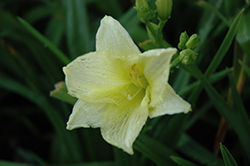 Moment Of Truth Daylily (Hemerocallis 'Moment Of Truth') at Stonegate Gardens