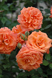 Adobe Sunrise Rose (Rosa 'Meipluvia') at Lakeshore Garden Centres