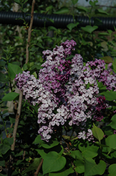 Declaration Lilac (Syringa 'Declaration') at A Very Successful Garden Center