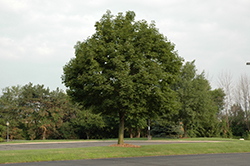 Superform Norway Maple (Acer platanoides 'Superform') at Stonegate Gardens