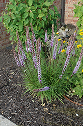 Floristan Violet Blazing Star (Liatris spicata 'Floristan Violet') at A Very Successful Garden Center