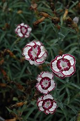 Raspberry Swirl Pinks (Dianthus 'Devon Siskin') at A Very Successful Garden Center