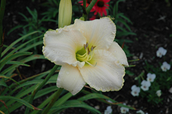 Early Snow Daylily (Hemerocallis 'Early Snow') at Stonegate Gardens