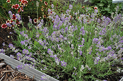 Ellagance Sky Lavender (Lavandula angustifolia 'Ellagance Sky') at Stonegate Gardens