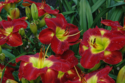 Passion For Red Daylily (Hemerocallis 'Passion For Red') at Lakeshore Garden Centres