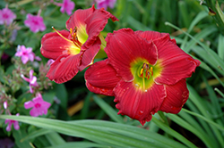 Happy Ever Appster Red Hot Returns Daylily (Hemerocallis 'Red Hot Returns') at Lakeshore Garden Centres