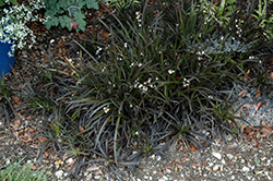 Black Mondo Grass (Ophiopogon planiscapus 'Niger') at Stonegate Gardens