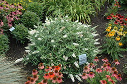 Little Angel Butterfly Bush (Buddleia 'Little Angel') at Lakeshore Garden Centres