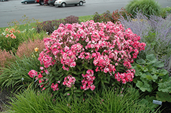 Garden Girls Glamour Girl Garden Phlox (Phlox paniculata 'Glamour Girl') at Lakeshore Garden Centres
