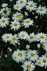 Whoops-A-Daisy Shasta Daisy (Leucanthemum x superbum 'Whoops-A-Daisy') at Stonegate Gardens