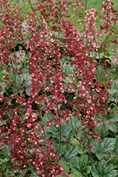 Berry Timeless Coral Bells (Heuchera 'Berry Timeless') at Lakeshore Garden Centres