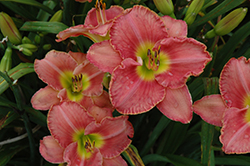 Scottish Fantasy Daylily (Hemerocallis 'Scottish Fantasy') at Lakeshore Garden Centres