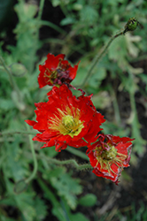 Pulcinella Red Poppy (Papaver nudicaule 'Pulcinella Red') at Stonegate Gardens