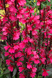 Starship Deep Rose Lobelia (Lobelia 'Starship Deep Rose') at Lakeshore Garden Centres