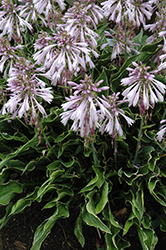Praying Hands Hosta (Hosta 'Praying Hands') at Lakeshore Garden Centres