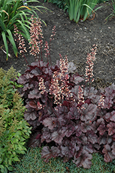 Grape Expectations Coral Bells (Heuchera 'Grape Expectations') at Stonegate Gardens