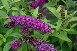 Monarch Crown Jewels Butterfly Bush (Buddleia 'Crown Jewels') at Stonegate Gardens