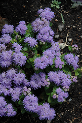 Blue Danube Flossflower (Ageratum 'Blue Danube') at Stonegate Gardens