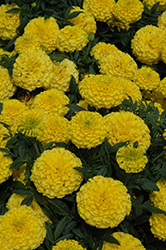 Taishan Yellow Marigold (Tagetes erecta 'Taishan Yellow') at Stonegate Gardens