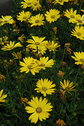 Zion Pure Yellow African Daisy (Osteospermum 'Zion Pure Yellow') at Stonegate Gardens