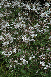 Senorita Blanca Spiderflower (Cleome 'INCLESBIMP') at Stonegate Gardens
