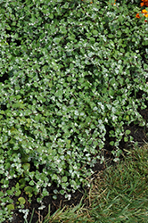 Licorice Splash Licorice Plant (Helichrysum petiolare 'Licorice Splash') at Stonegate Gardens